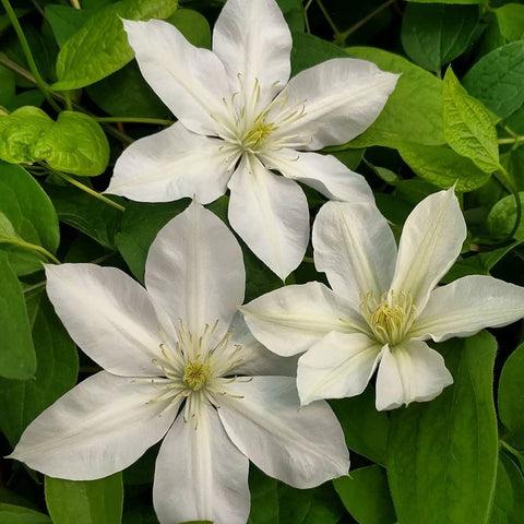 Clematis Baby Star, Small Flowered Clematis - Brushwood Nursery, Clematis Specialists