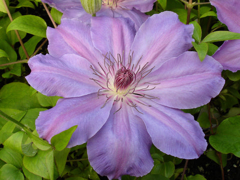 Clematis Baltyk, Large Flowered Clematis - Brushwood Nursery, Clematis Specialists