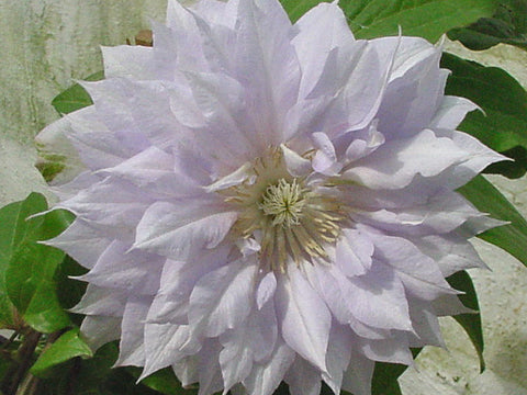 Clematis Belle of Woking, Large Flowered Clematis - Brushwood Nursery, Clematis Specialists