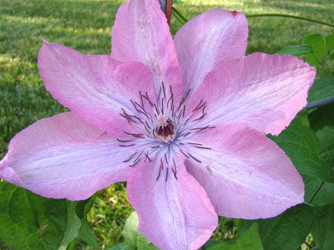 Clematis Earthquake, Large Flowered Clematis - Brushwood Nursery, Clematis Specialists