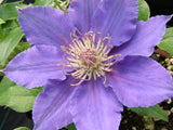 Clematis Bijou, Large Flowered Clematis - Brushwood Nursery, Clematis Specialists