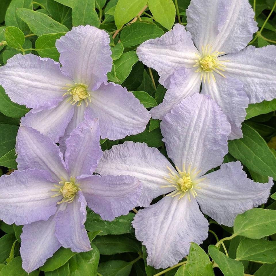 Clematis Blue Angel, Small Flowered Clematis - Brushwood Nursery, Clematis Specialists