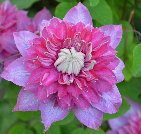 Clematis Blushing Bridesmaid, Large Flowered Clematis - Brushwood Nursery, Clematis Specialists