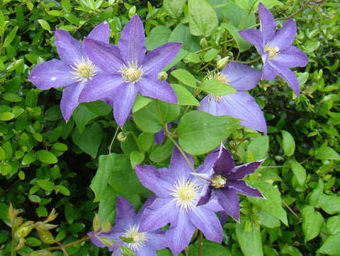 Clematis Bonanza, Small Flowered Clematis - Brushwood Nursery, Clematis Specialists