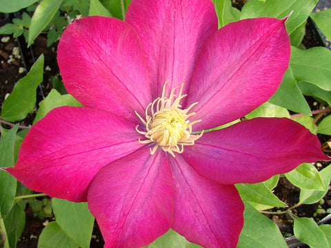 Clematis Bourbon, Large Flowered Clematis - Brushwood Nursery, Clematis Specialists