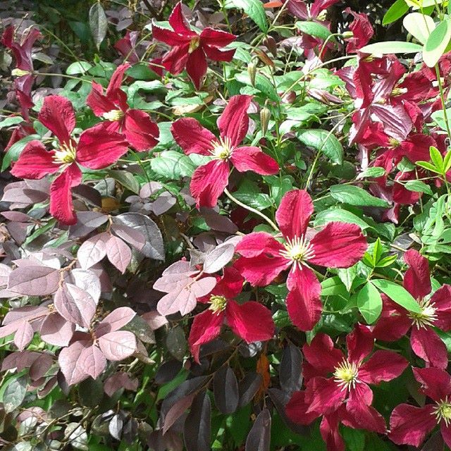 Clematis Burning Love, Small Flowered Clematis - Brushwood Nursery, Clematis Specialists