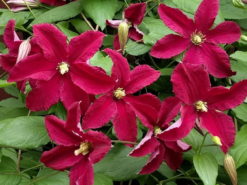 Clematis Burning Love, Small Flowered Clematis - Brushwood Nursery, Clematis Specialists