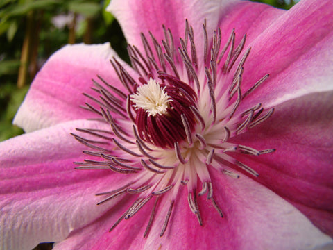Clematis Carnaby, Large Flowered Clematis - Brushwood Nursery, Clematis Specialists