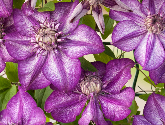 Clematis Cassis, Large Flowered Clematis - Brushwood Nursery, Clematis Specialists
