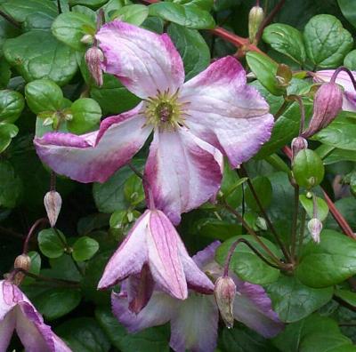 Clematis Chacewater, Small Flowered Clematis - Brushwood Nursery, Clematis Specialists