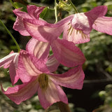 Clematis Charlie Brown, Small Flowered Clematis - Brushwood Nursery, Clematis Specialists