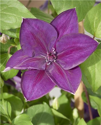 Clematis Chie, Large Flowered Clematis - Brushwood Nursery, Clematis Specialists