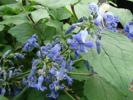 Clematis China Surprise, Non-Vining Clematis - Brushwood Nursery, Clematis Specialists
