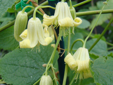 Clematis connata, Small Flowered Clematis - Brushwood Nursery, Clematis Specialists