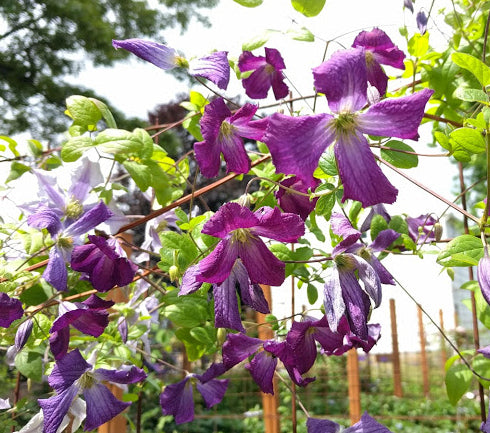 Clematis Cornish Spirit, Small Flowered Clematis - Brushwood Nursery, Clematis Specialists