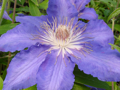 Clematis Countess of Lovelace, Large Flowered Clematis - Brushwood Nursery, Clematis Specialists