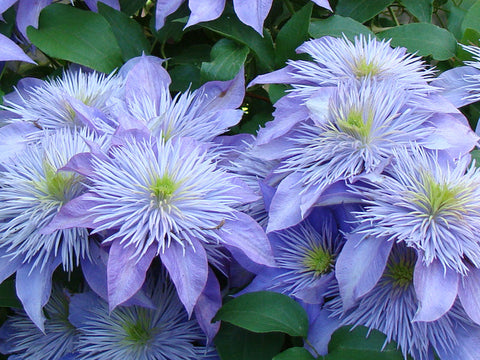 Clematis Crystal Fountain, Large Flowered Clematis - Brushwood Nursery, Clematis Specialists