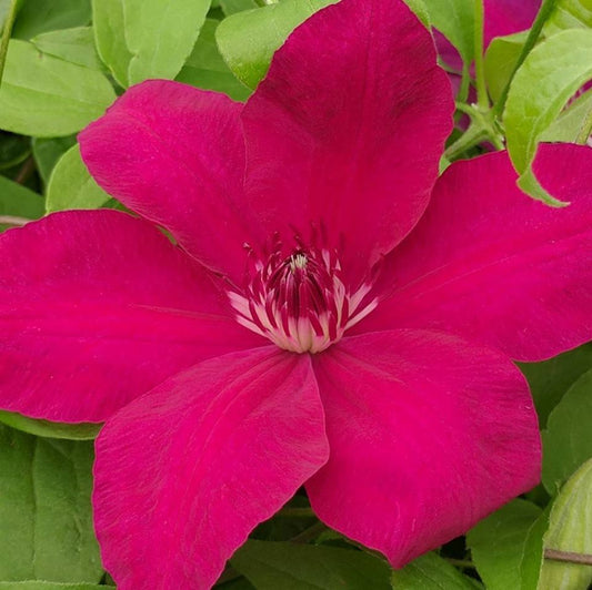 Clematis Daiyu, Large Flowered Clematis - Brushwood Nursery, Clematis Specialists