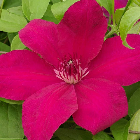 Clematis Daiyu, Large Flowered Clematis - Brushwood Nursery, Clematis Specialists
