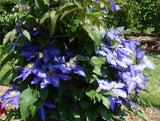 Clematis Daniel Deronda, Large Flowered Clematis - Brushwood Nursery, Clematis Specialists