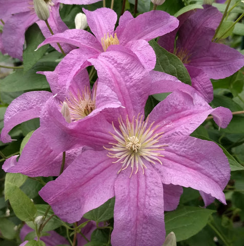 Clematis Danuta, Large Flowered Clematis - Brushwood Nursery, Clematis Specialists