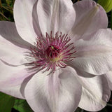 Clematis Dawn, Large Flowered Clematis - Brushwood Nursery, Clematis Specialists
