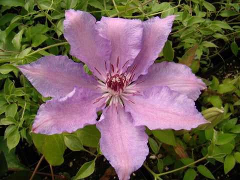 Clematis Debutante, Large Flowered Clematis - Brushwood Nursery, Clematis Specialists