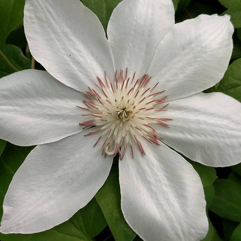 Clematis Destiny, Large Flowered Clematis - Brushwood Nursery, Clematis Specialists