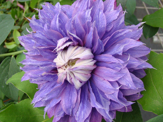 Clematis Diamantina, Large Flowered Clematis - Brushwood Nursery, Clematis Specialists