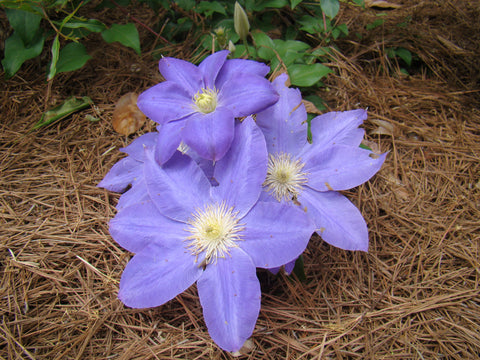 Clematis Diana's Delight, Large Flowered Clematis - Brushwood Nursery, Clematis Specialists