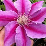 Clematis Dr Ruppel, Large Flowered Clematis - Brushwood Nursery, Clematis Specialists