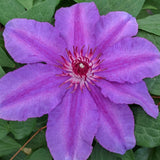 Clematis Dorota, Large Flowered Clematis - Brushwood Nursery, Clematis Specialists