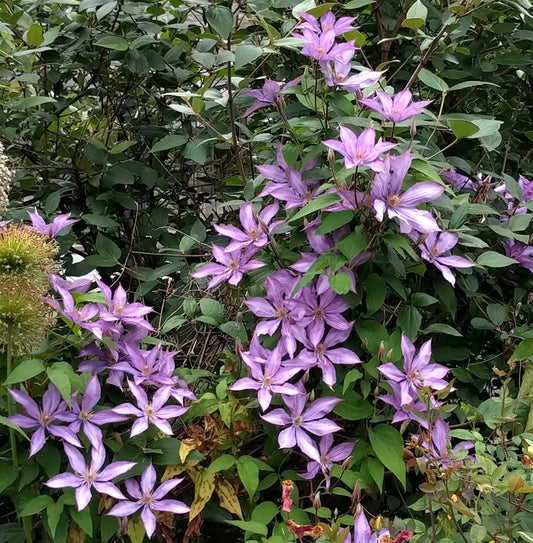 Clematis Dorothy Walton, Large Flowered Clematis - Brushwood Nursery, Clematis Specialists