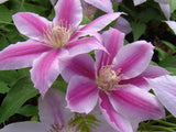 Clematis Dr Ruppel, Large Flowered Clematis - Brushwood Nursery, Clematis Specialists