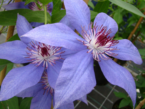 Clematis Dubysa, Large Flowered Clematis - Brushwood Nursery, Clematis Specialists