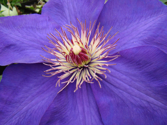 Clematis Edomurasaki, Large Flowered Clematis - Brushwood Nursery, Clematis Specialists