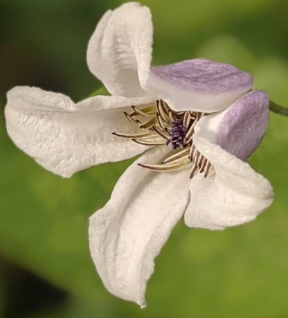 Clematis Elf - Brushwood Nursery, Clematis Specialists