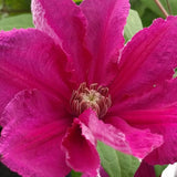 Clematis Ernest Markham, Large Flowered Clematis - Brushwood Nursery, Clematis Specialists