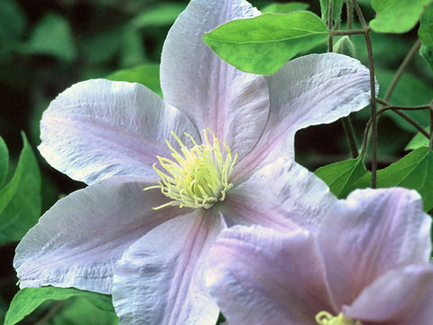 Clematis Esme, Large Flowered Clematis - Brushwood Nursery, Clematis Specialists