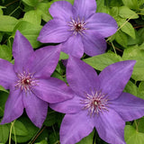 Clematis Esther, Large Flowered Clematis - Brushwood Nursery, Clematis Specialists