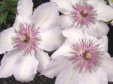 Clematis Fair Rosamond, Large Flowered Clematis - Brushwood Nursery, Clematis Specialists