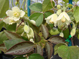 Clematis fasciculiflora, Small Flowered Clematis - Brushwood Nursery, Clematis Specialists