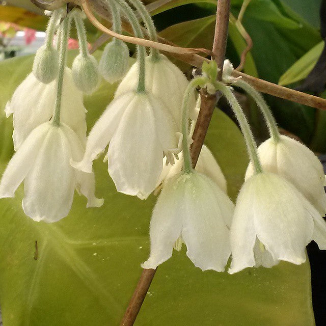 Clematis fasciculiflora, Small Flowered Clematis - Brushwood Nursery, Clematis Specialists