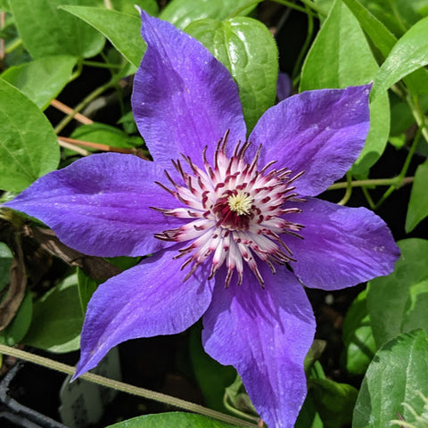 Clematis Festival, Large Flowered Clematis - Brushwood Nursery, Clematis Specialists