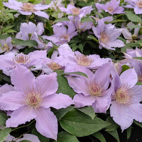 Clematis Filigree, Large Flowered Clematis - Brushwood Nursery, Clematis Specialists