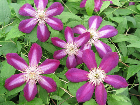 Clematis Firefly, Large Flowered Clematis - Brushwood Nursery, Clematis Specialists