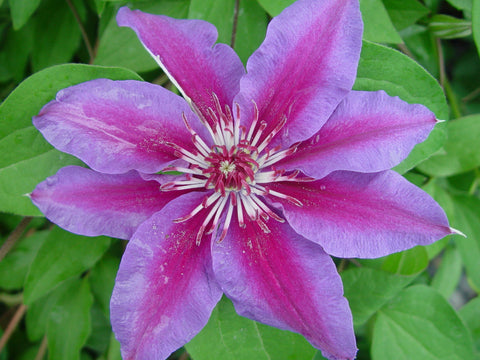 Clematis Fireworks, Large Flowered Clematis - Brushwood Nursery, Clematis Specialists