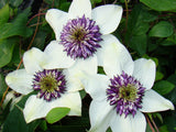 Clematis florida var. sieboldiana, Large Flowered Clematis - Brushwood Nursery, Clematis Specialists