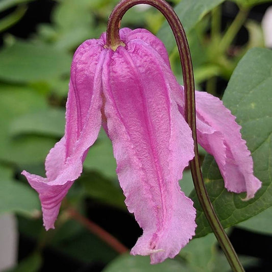 Clematis Floris V, Non-Vining Clematis - Brushwood Nursery, Clematis Specialists