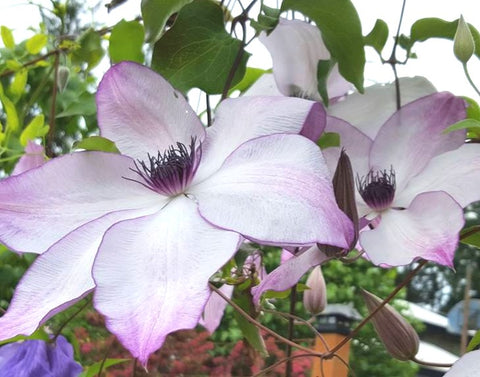 Clematis Fond Memories, Large Flowered Clematis - Brushwood Nursery, Clematis Specialists